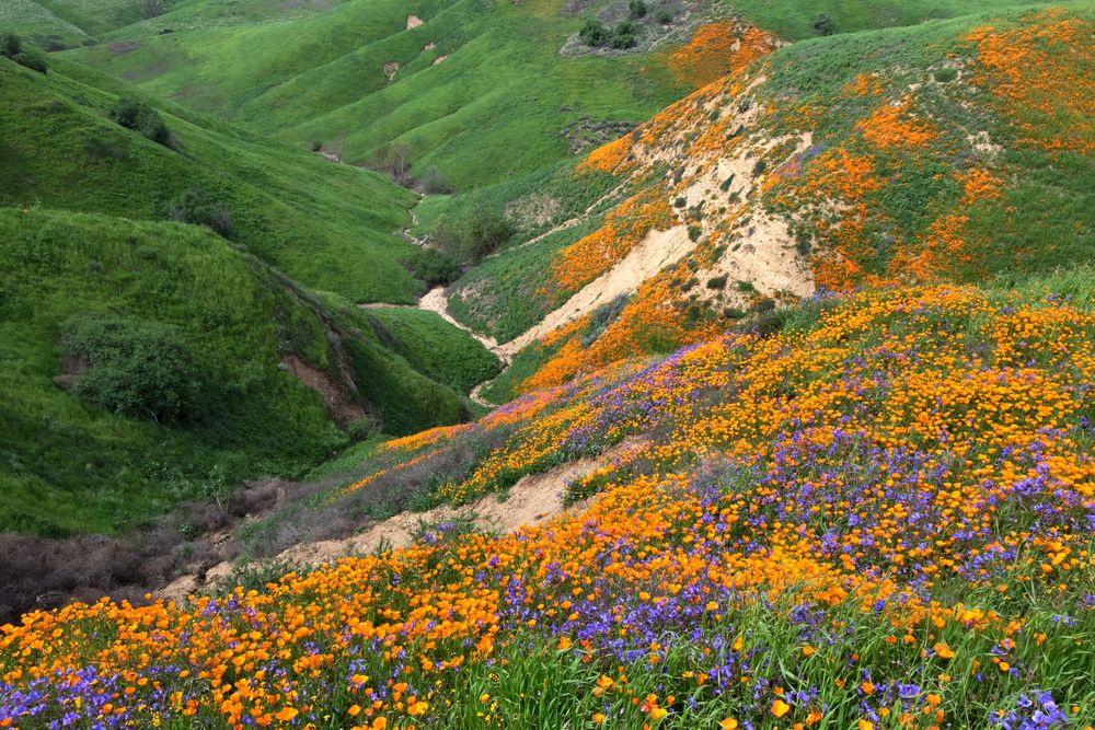 Colorful flowers scattered along Chino Hills State Park.