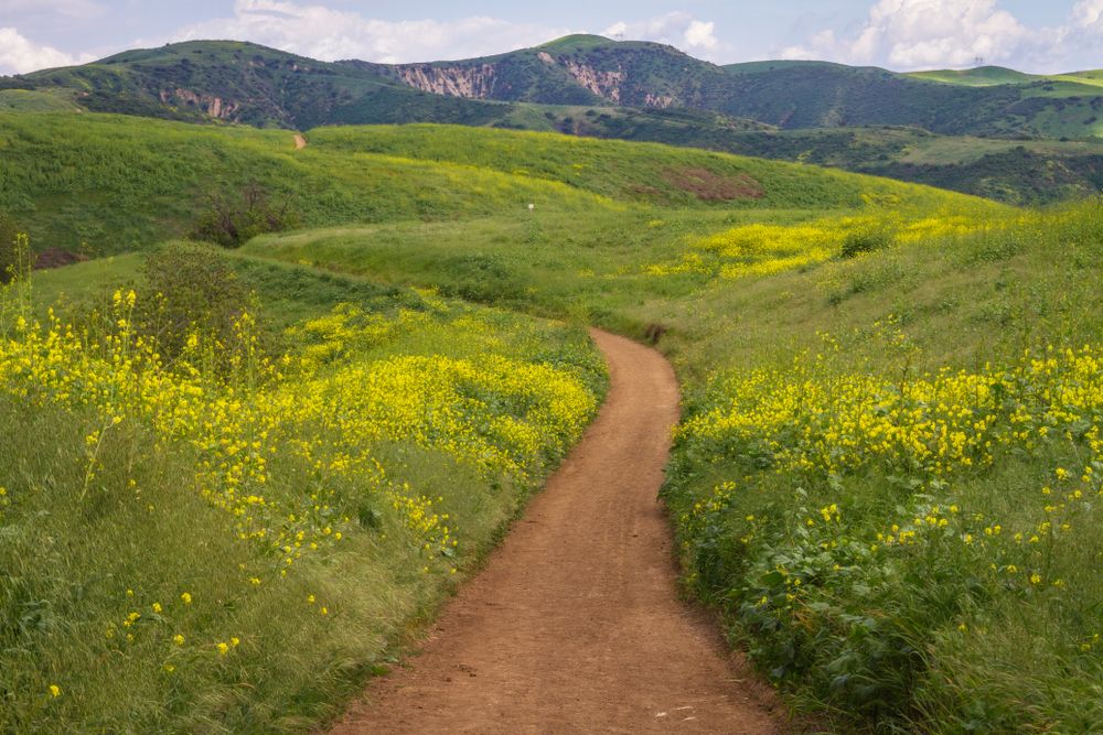 Hiking trail of Chino Hills State Park.