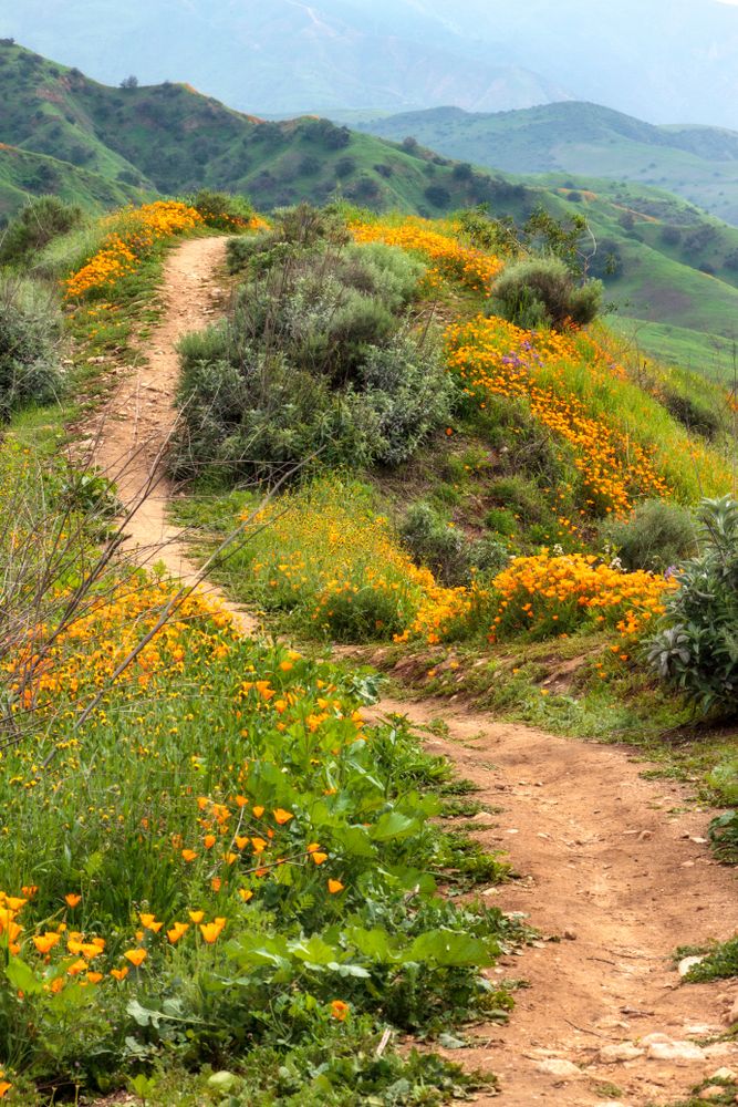 Flowers framing the trail of Chino Hills State Park.