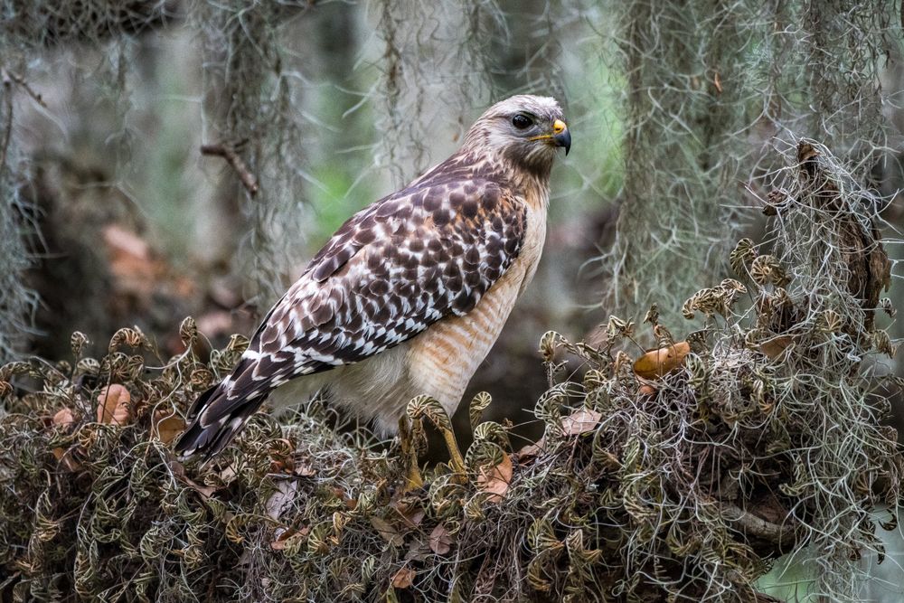 Hawk at Circle B Bar Reserve