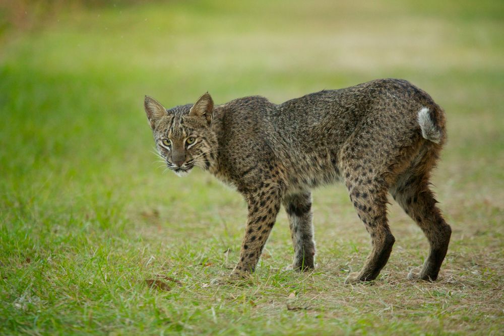 Wild cat at Circle B Bar Reserve