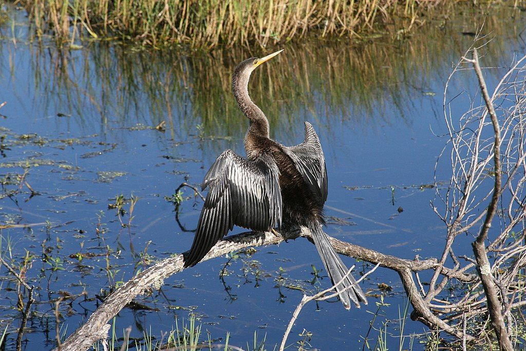 Beautiful bird at Circle B Bar Reserve