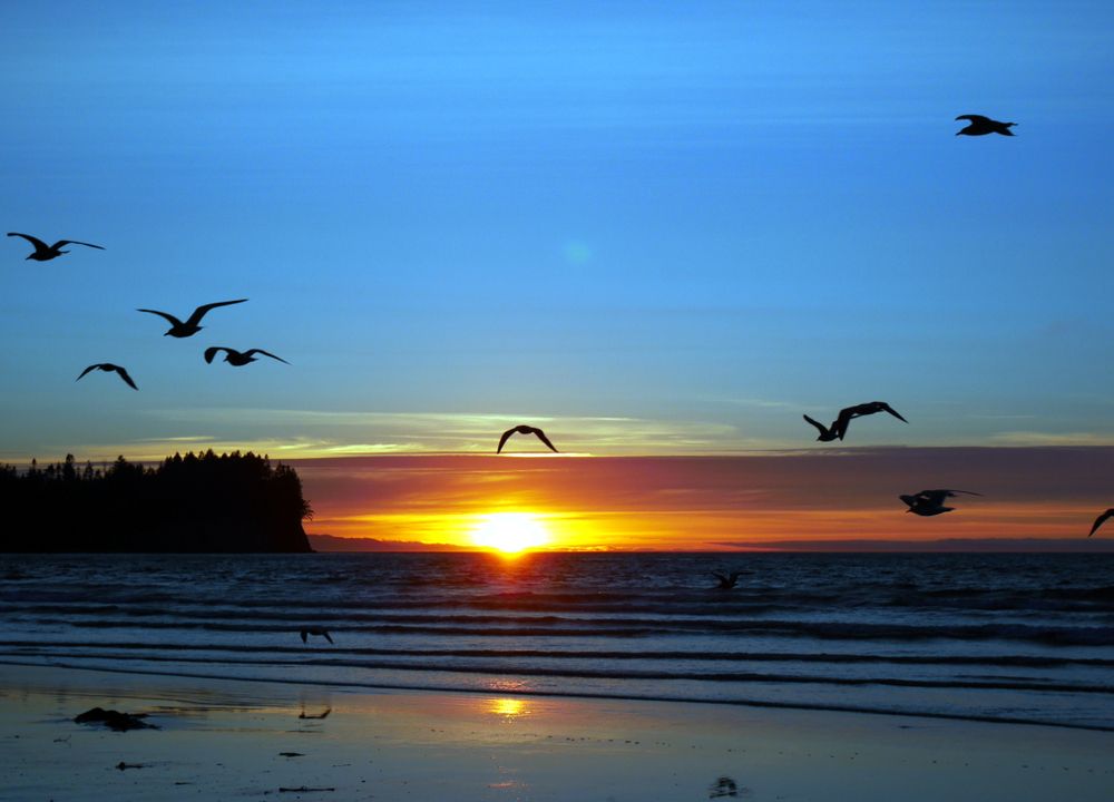 Birds flying over Clallam Bay