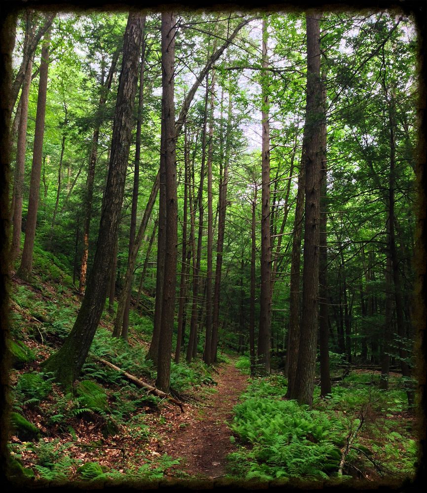 Nature trail along the Clarence Fahnestock Memorial State Park
