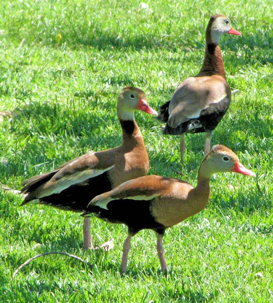 Ducks at Clark Gardens