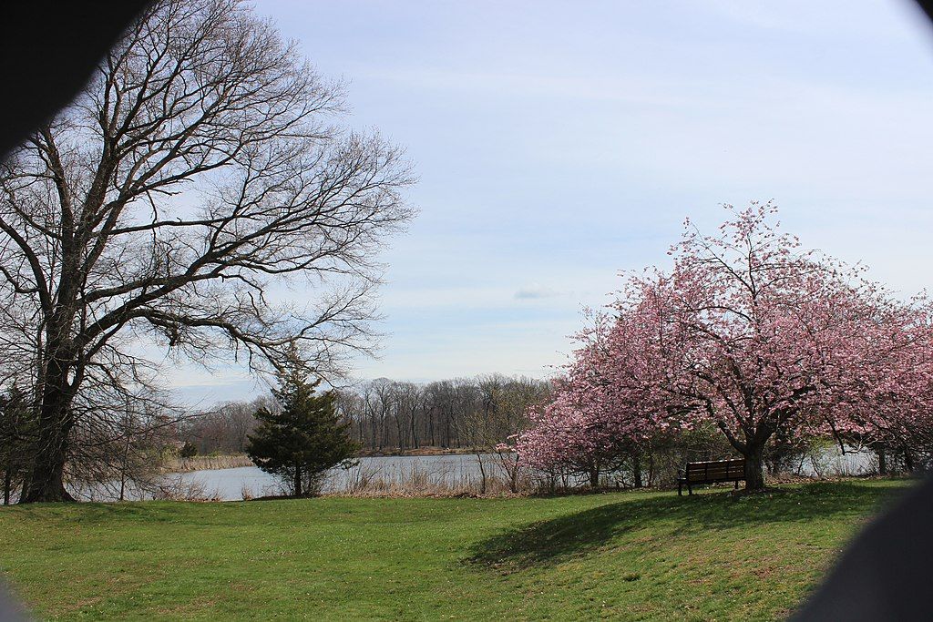 Cherry blossoms at Colonial Park