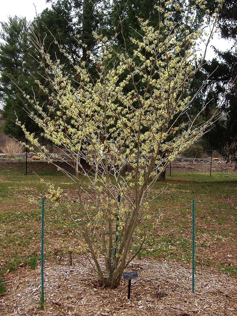 A flowering plant at Colonial Park