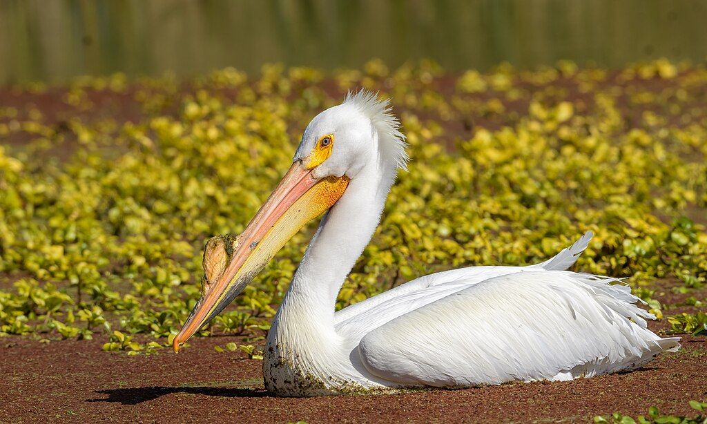 Pelican at the Contra Loma Regional Park