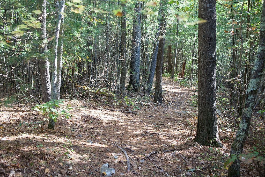 View of Copicut Woods