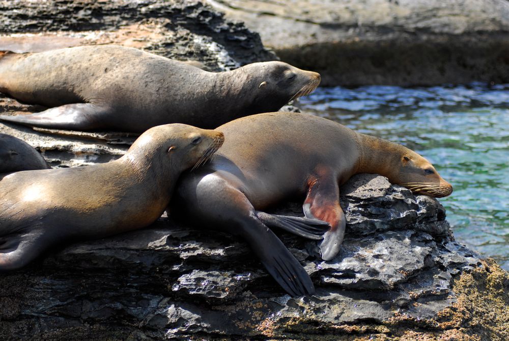 Sea Lions resting on a rock at Coronado Island
