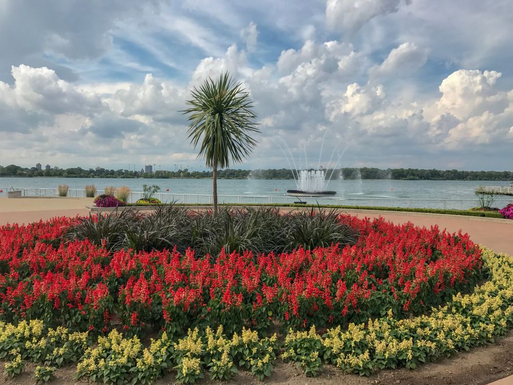 Vibrant flowers at Coventry gardens