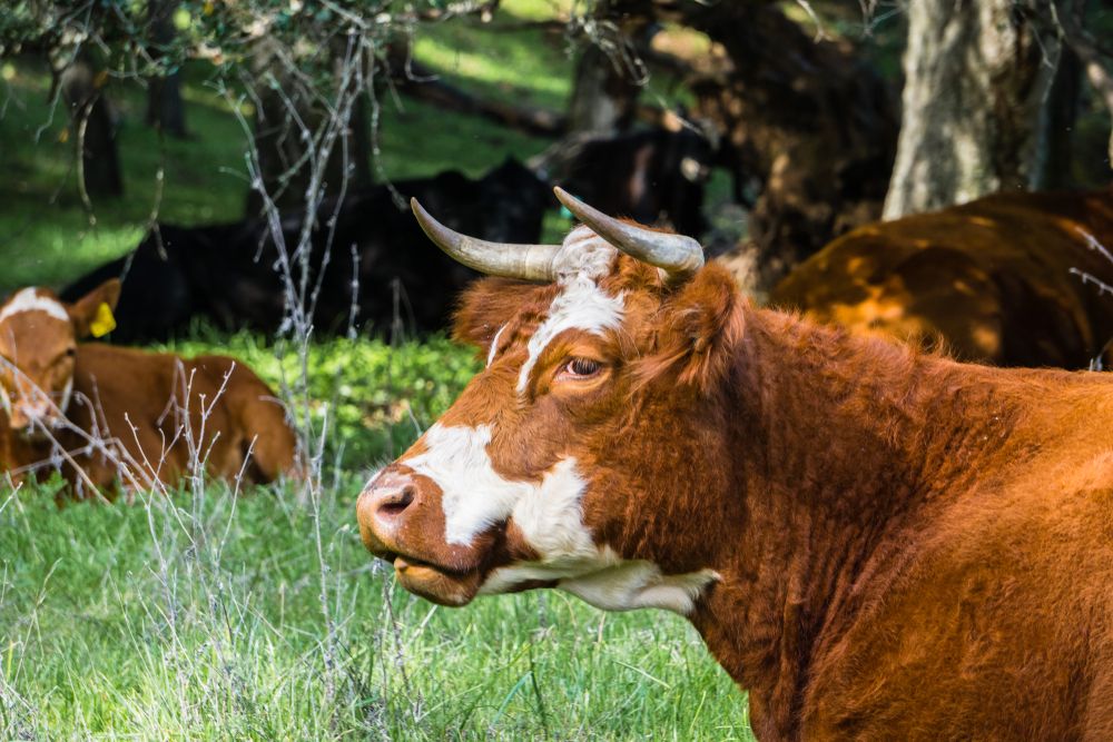 Cows at Coyote Lake Harvey Bear Ranch County Park