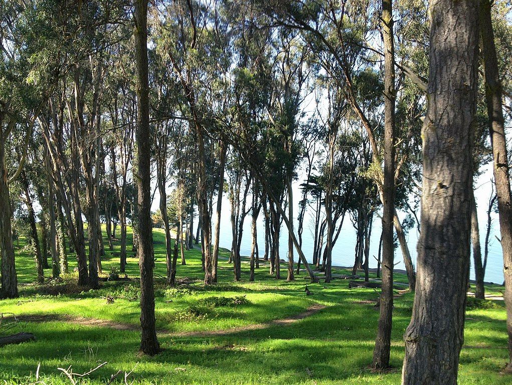 Tall treest at Coyote Point Recreational Area