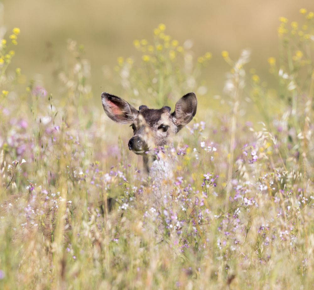 Deer at Coyote Valley Open Space Preserve