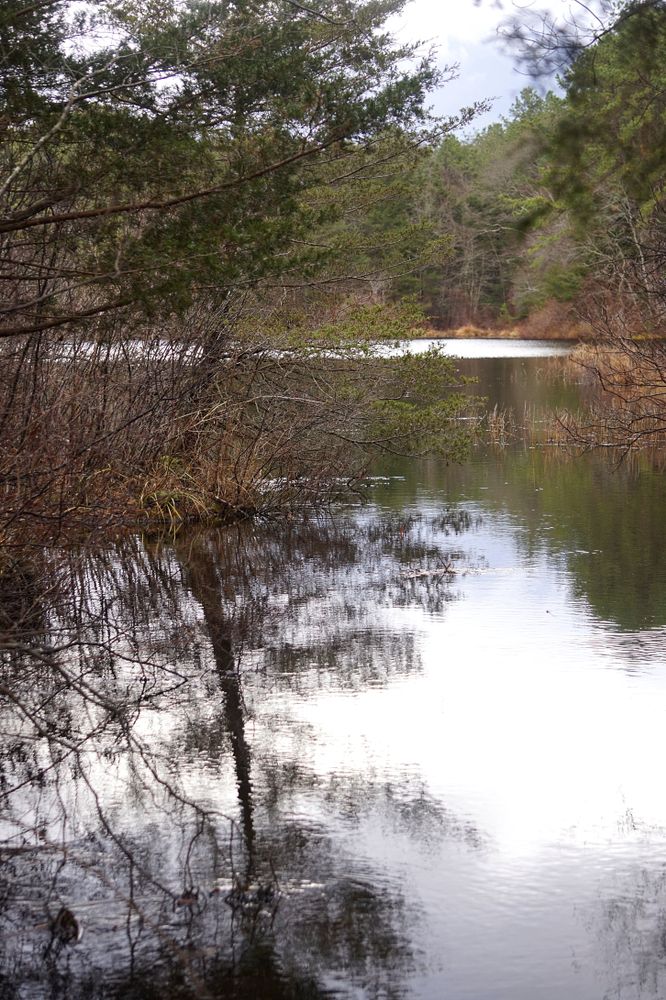Pond at Cranberry Bog