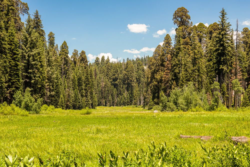 Scenic view of the Crescent Meadow