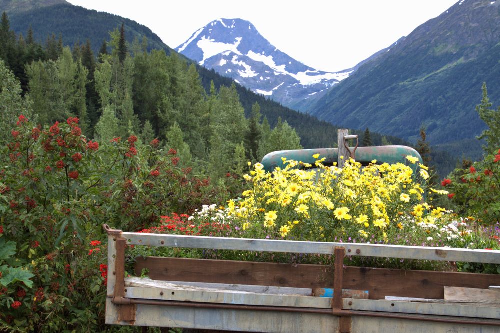 Colorful flowers at Crow Creek Mine
