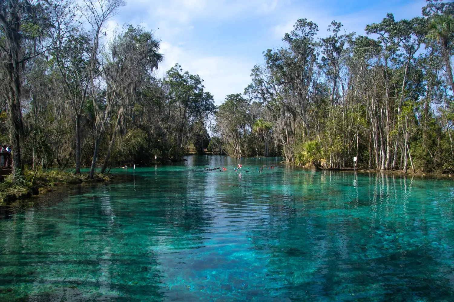 17 Best Things to Do in Crystal River, FL