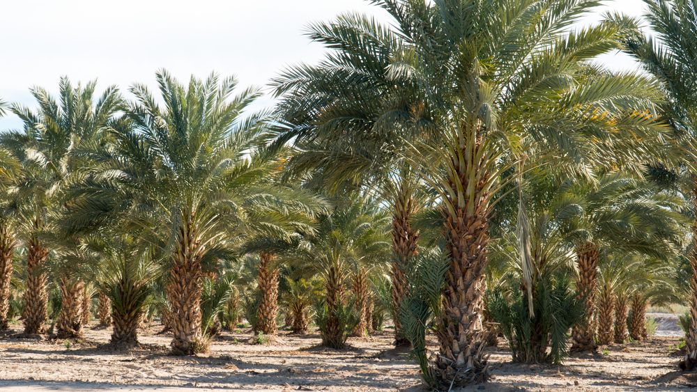 Grove of Date Palm Tree in Yuma, AZ