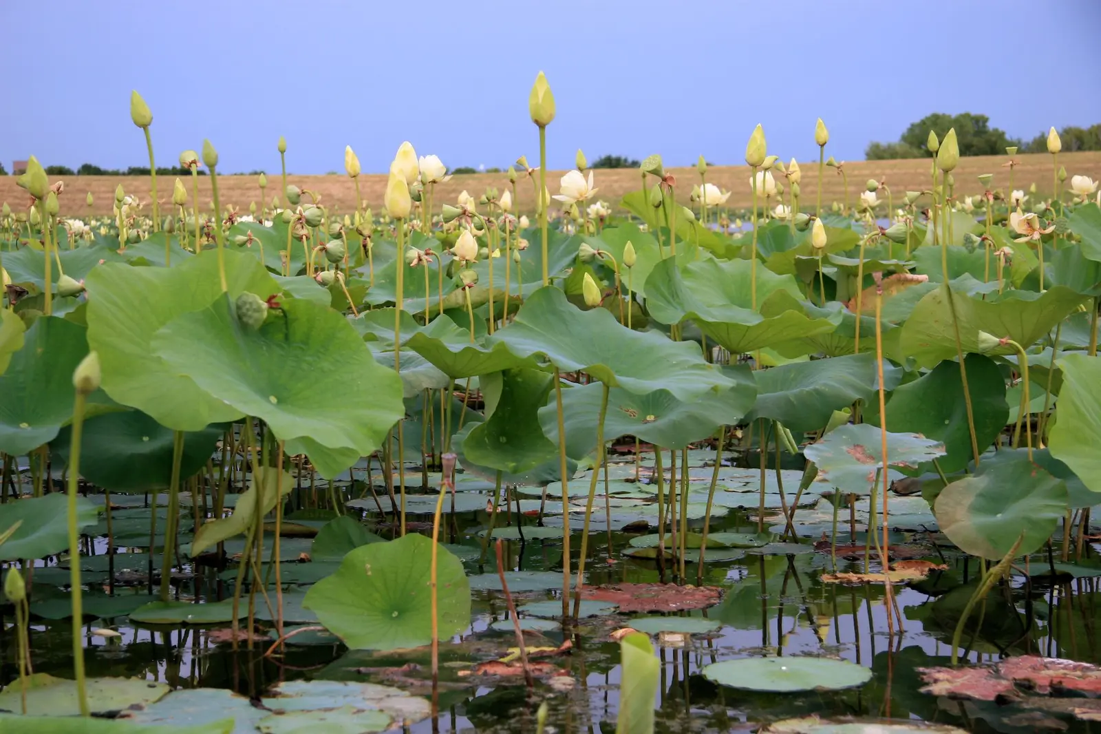 15 Best Things to Do in Denton County, TX