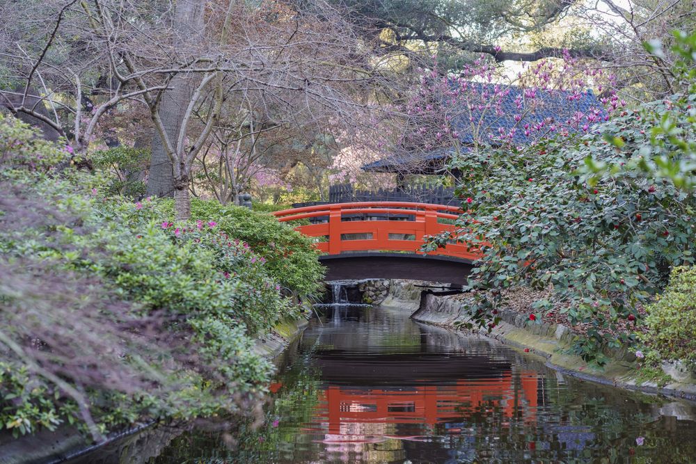 Picturesque view of the Red bridge passing over a creek in Descanso Gardens