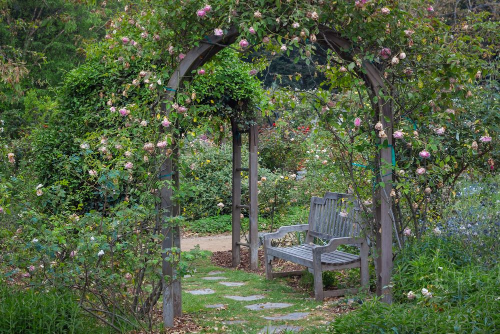 Rose arch with a visitors bench at Descanso Gardens