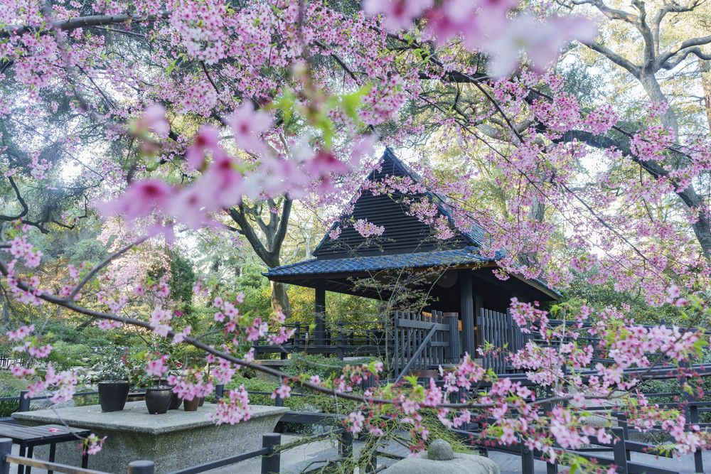 Cherry Blossom at Descanso Gardens