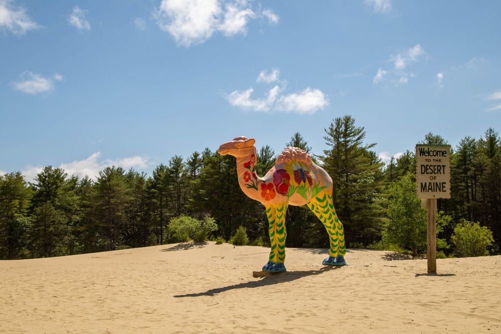 Colorful camel at the entrance of Desert of Maine