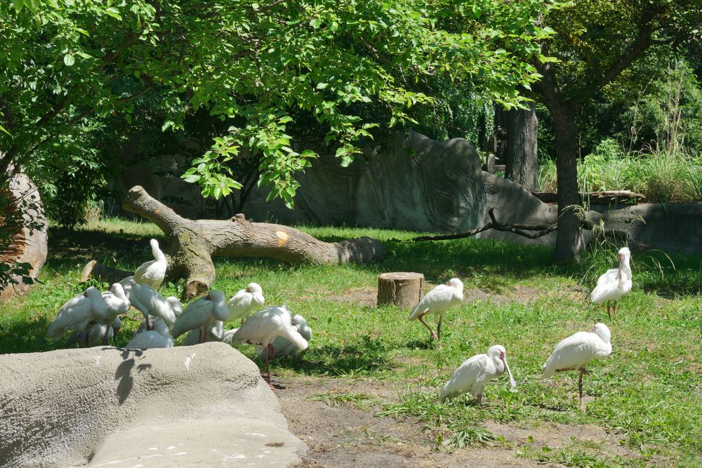 Waterfowl at Detroit Zoo