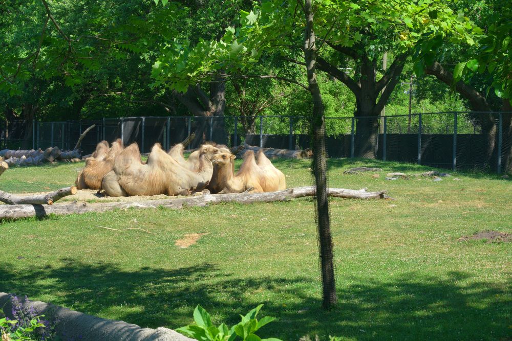 Camels at Detroit Zoo