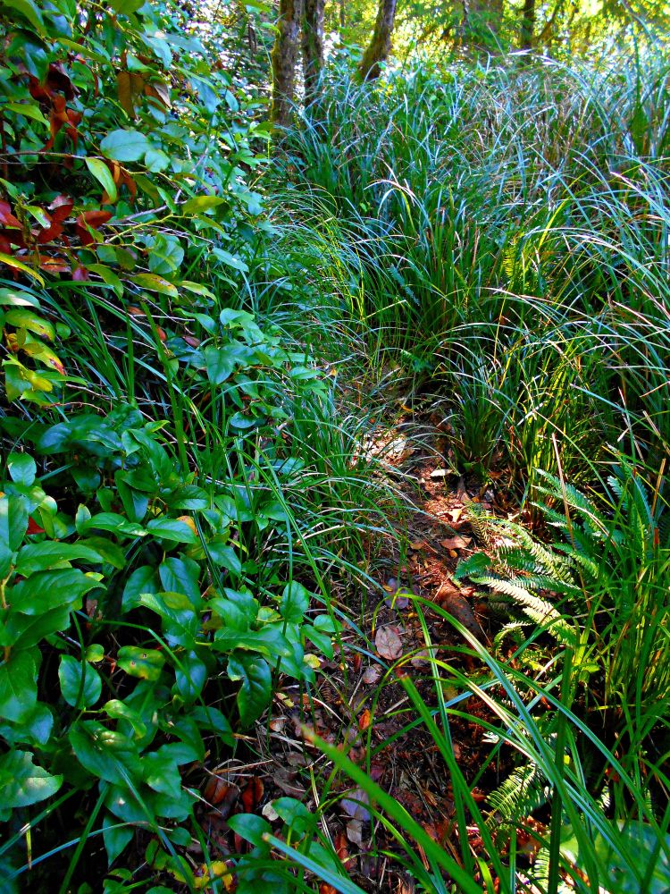 Natural hiking trail at Devil’s Lake State Park