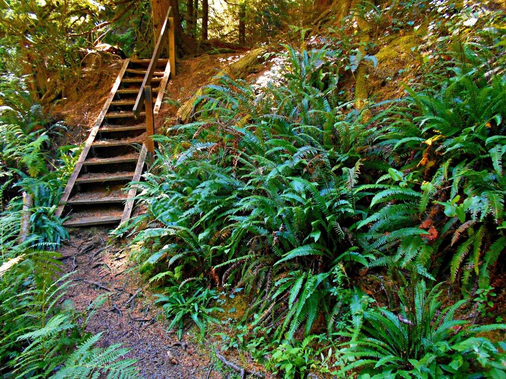 Wooden stairs along the hiking trail in Devil’s Lake State Park