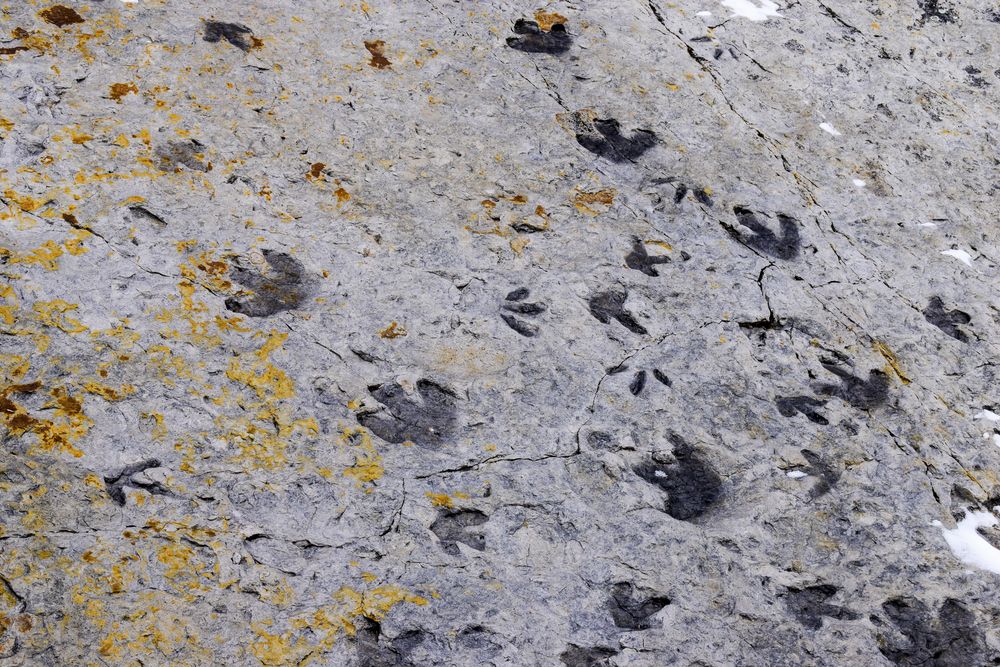 Footprints of dinosaurs at Dinosaur Ridge