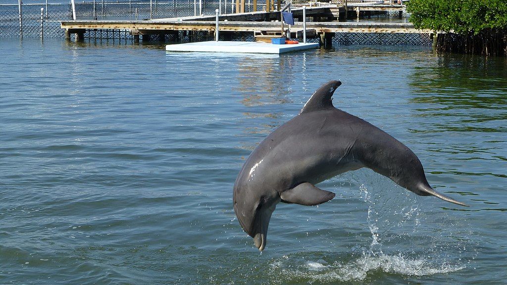 A playful dolphin jumping out of the water at Dolphin Research Center