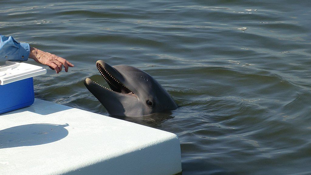 Close up of a dolphin with a open mouth at Dolphin Research Center