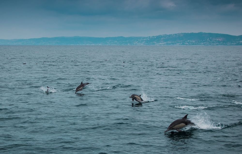 Dolphin and Whale Watching