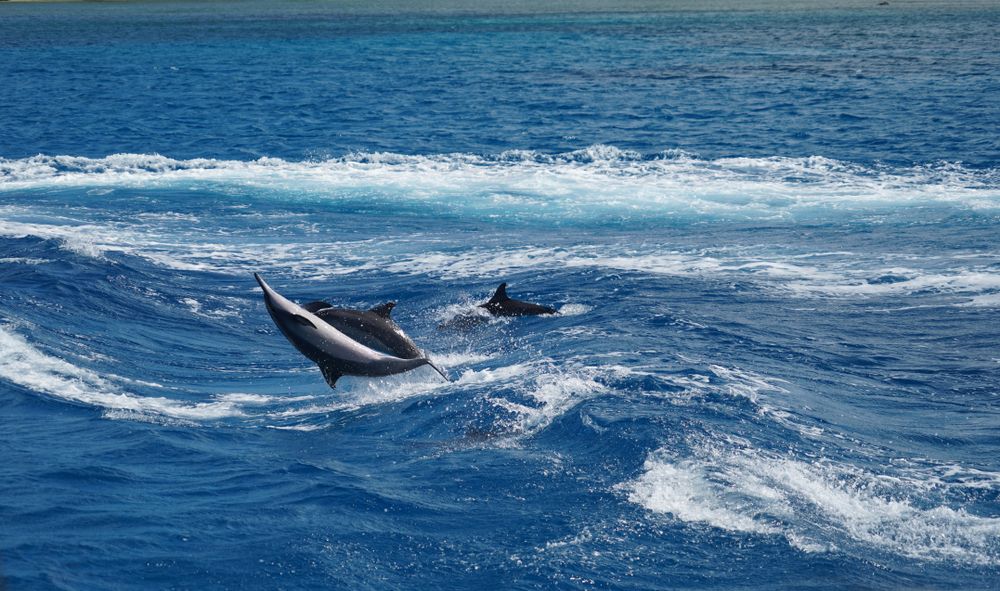 Dolphins in Guam