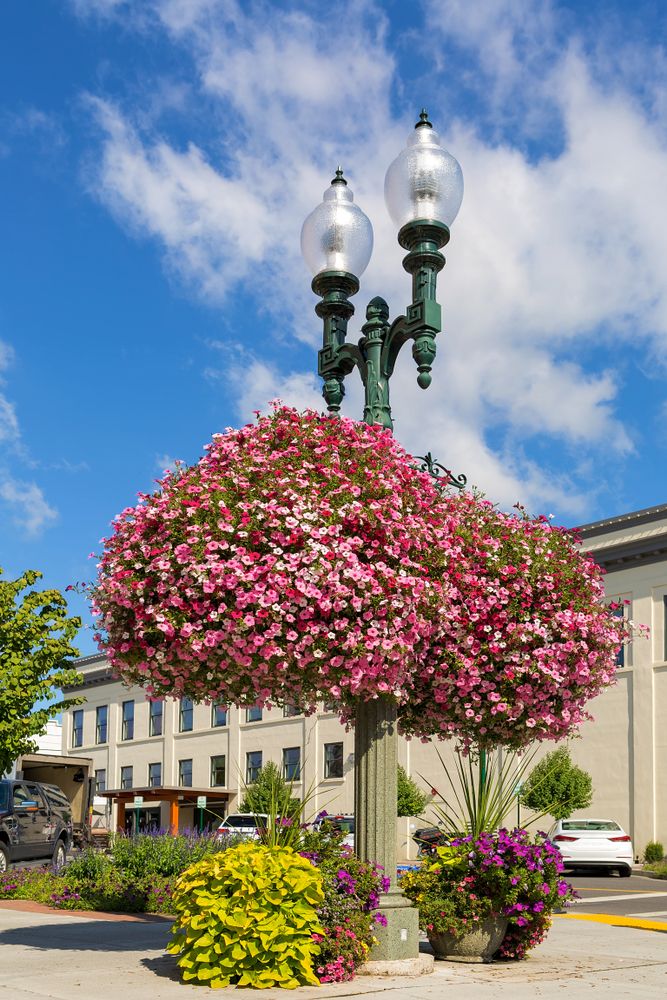 Flowers and potted plants at Downtown Lynden