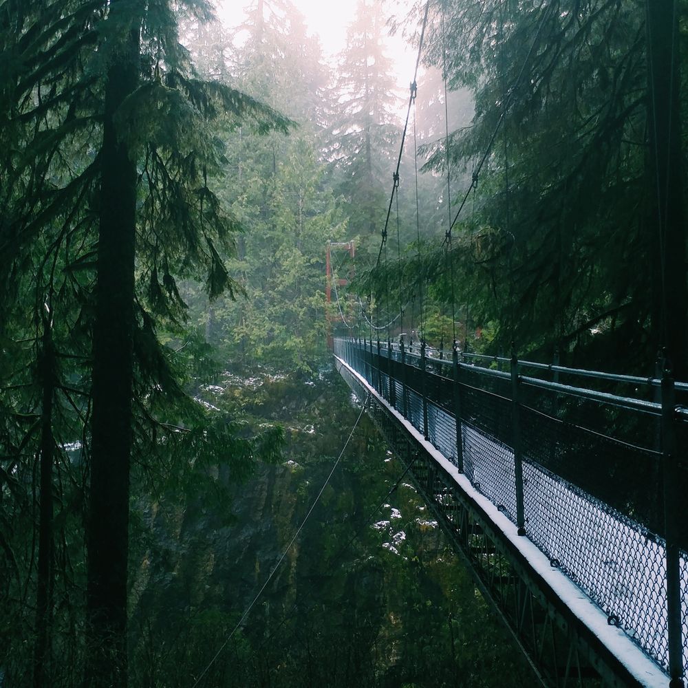 Scenic view of the fog covered suspension bridge at Drift Creek Falls