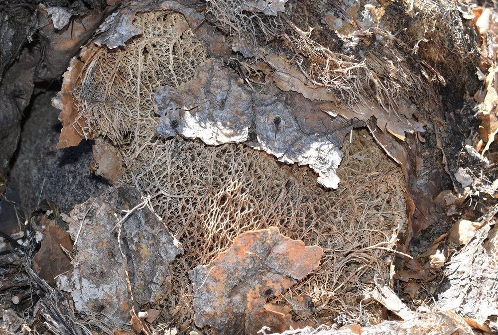 A dried plant along the trail at Dripping Springs Natural Area