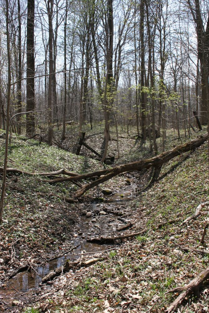 Creek flowing through the Eagle Creek Park