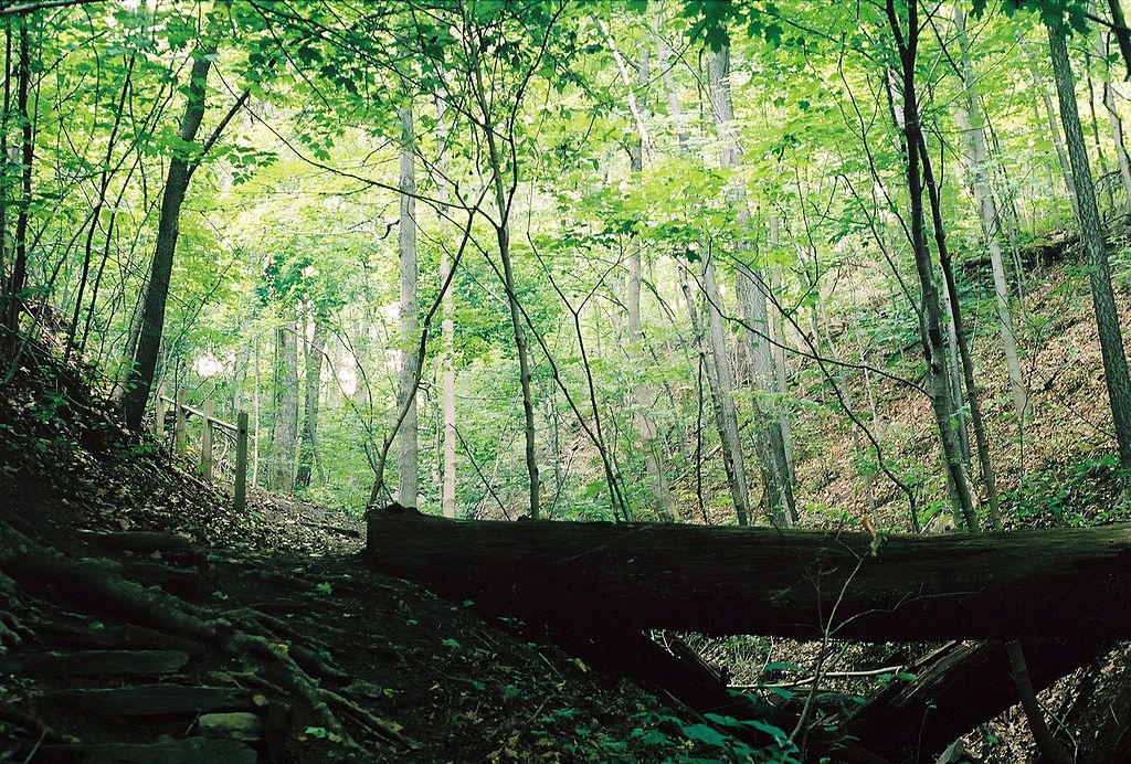 Earl L. Core Arboretum nature trail