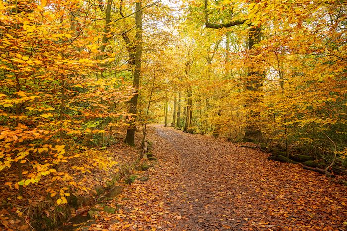 Ecclesall Woods