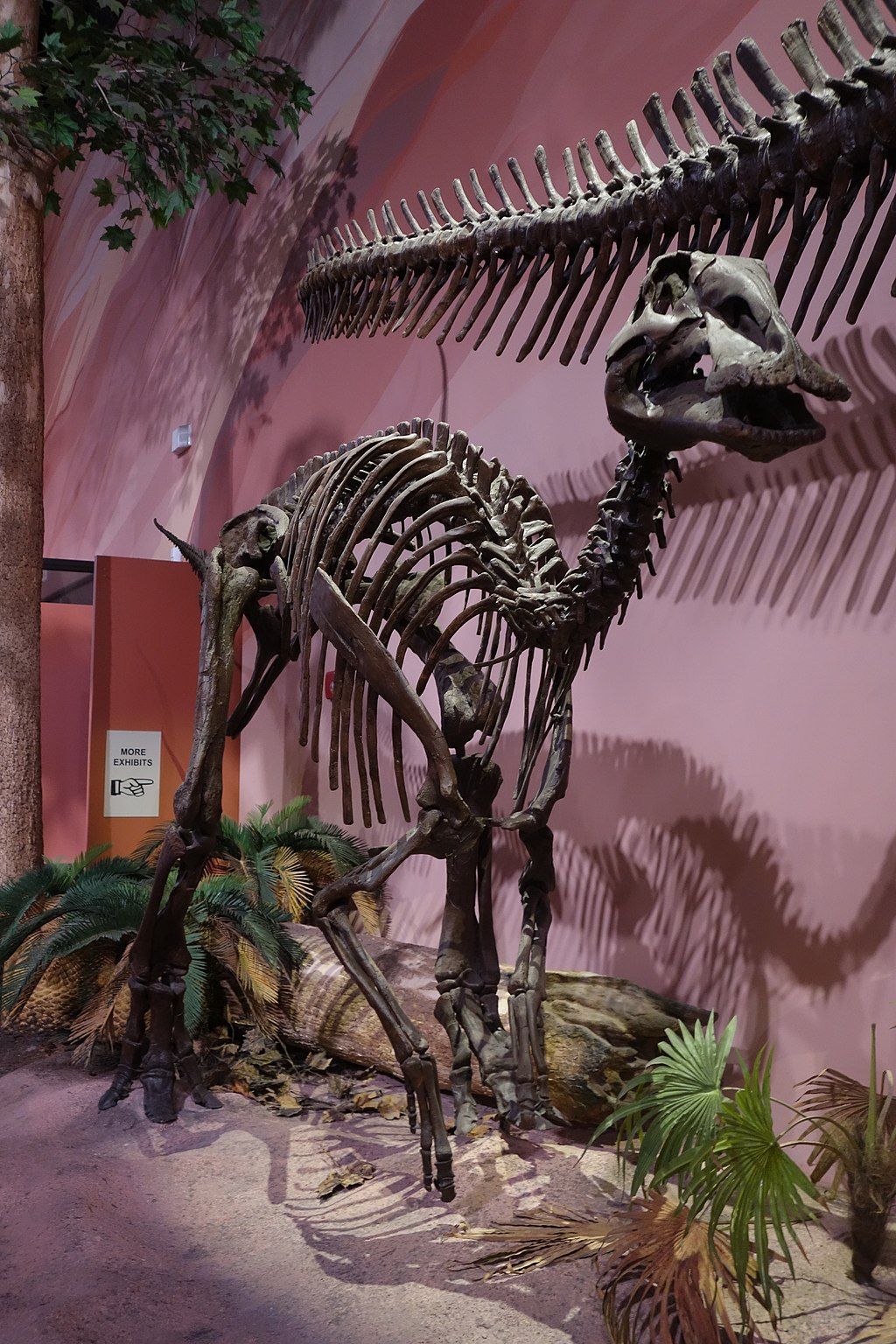 Display at  Museum of Ancient Life