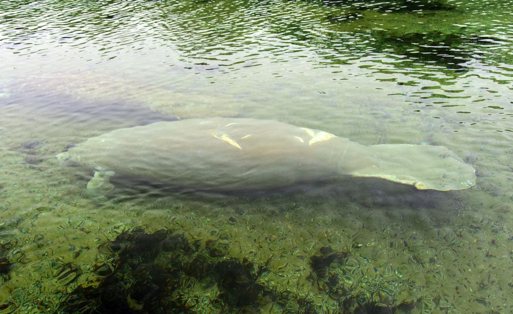 Manatees swimming under the water at Edward Ball Wakulla Springs State Park