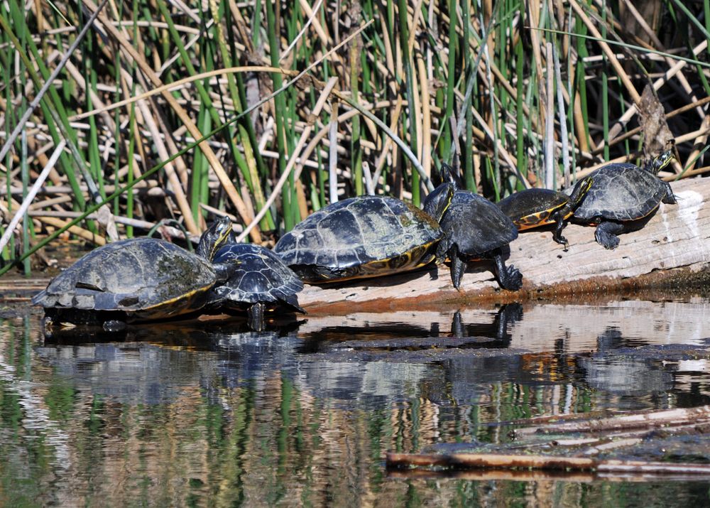 Turtles at Edward Ball Wakulla Springs State Park