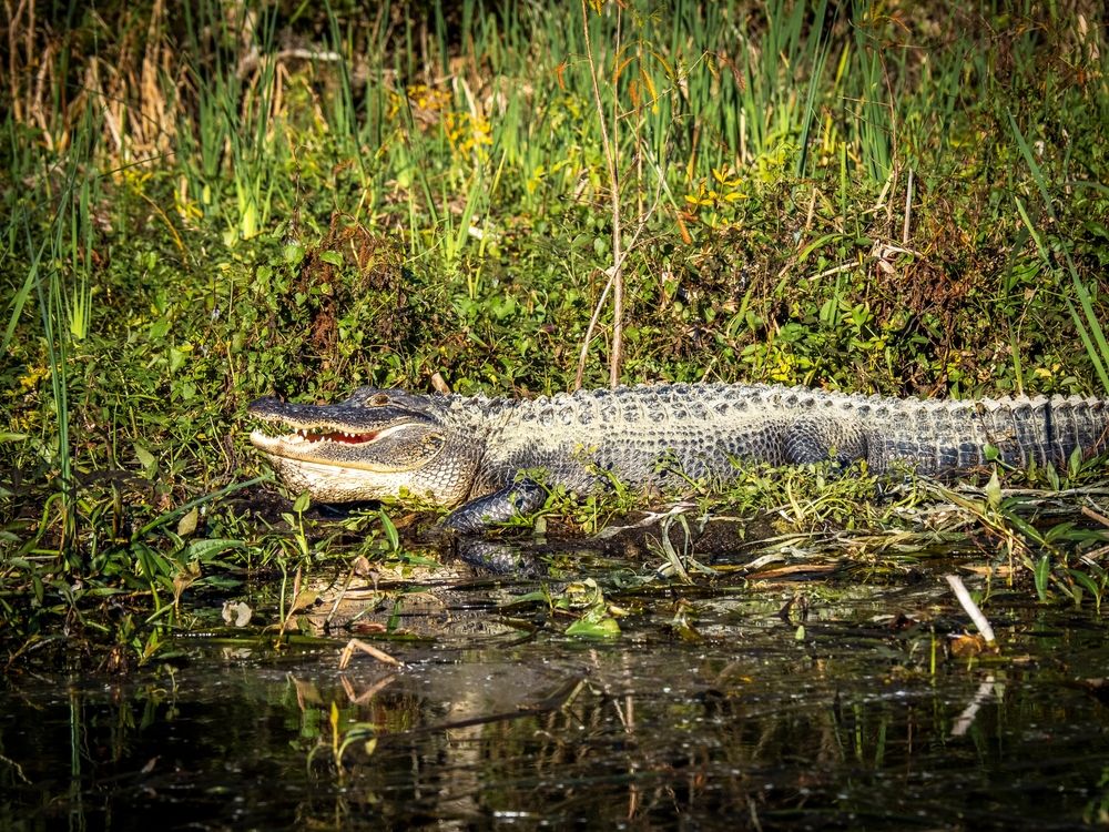 Alligator at Edward Ball Wakulla Springs State Park