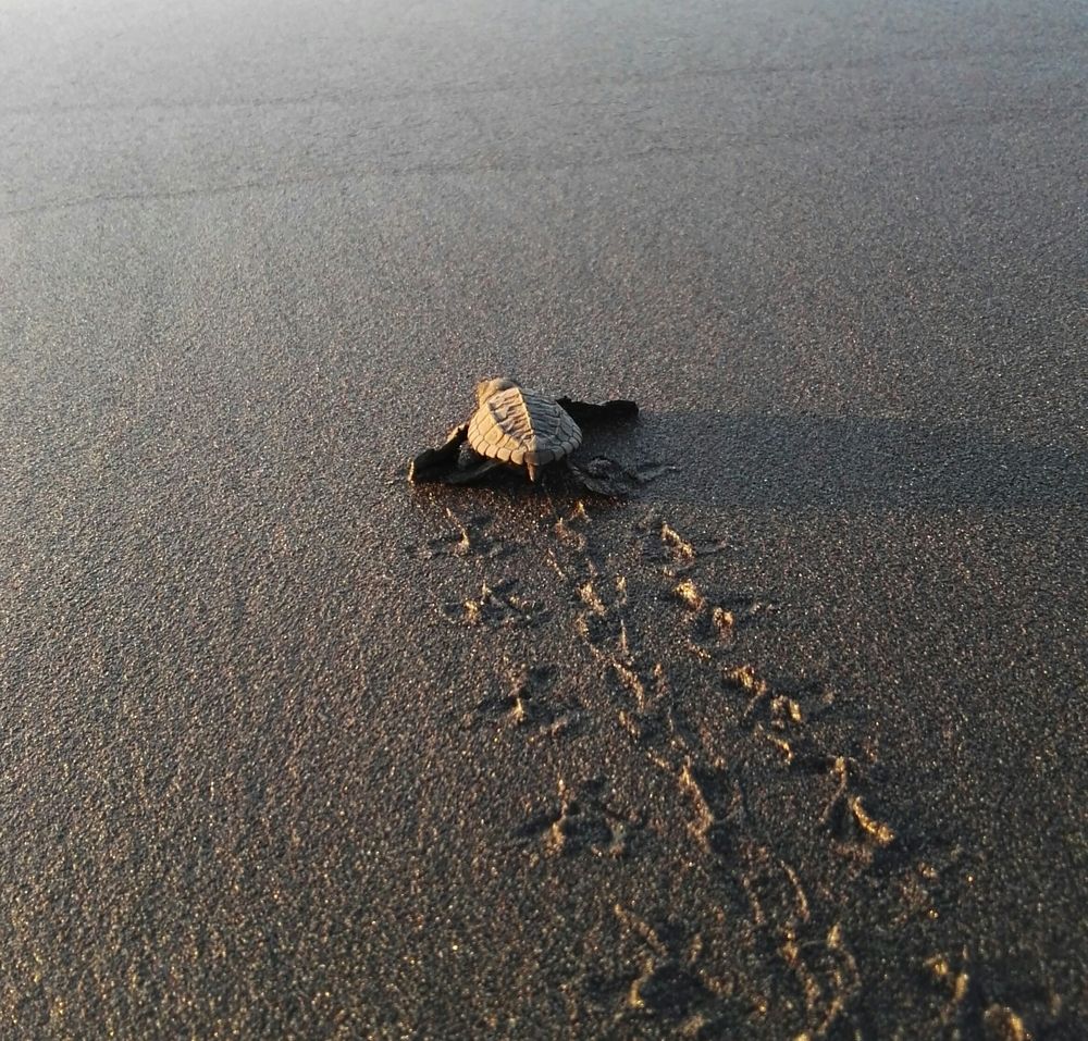 Baby turtle at El Paredon