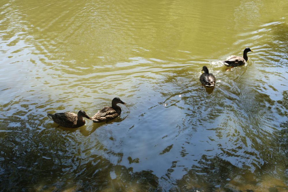 Ducks swimming on the pond at Elizabeth Park
