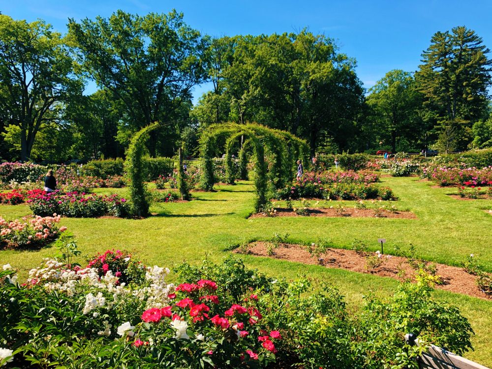 Colorful roses in Elizabeth Park